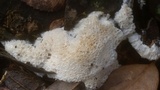 Oxyporus corticola image