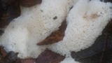 Oxyporus corticola image