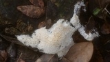 Oxyporus corticola image