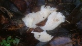 Oxyporus corticola image