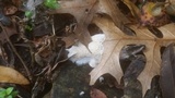 Oxyporus corticola image