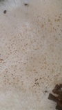 Oxyporus corticola image