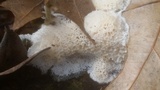 Oxyporus corticola image