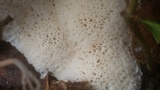 Oxyporus corticola image
