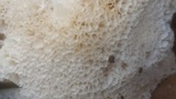 Oxyporus corticola image