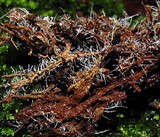 Tilachlidium brachiatum image