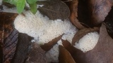 Oxyporus corticola image