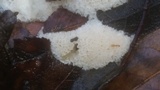 Oxyporus corticola image