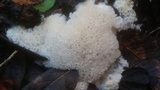 Oxyporus corticola image