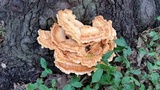 Laetiporus cincinnatus image