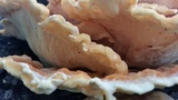 Laetiporus cincinnatus image