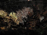 Tilachlidium brachiatum image