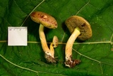 Aureoboletus auriporus image