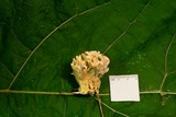 Tremellodendron schweinitzii image
