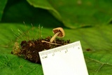 Melanophyllum haematospermum image