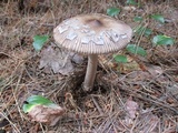 Amanita rhacopus image