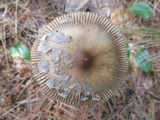 Amanita rhacopus image
