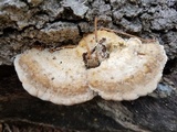 Trametes lactinea image