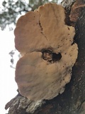 Trametes lactinea image