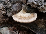 Trametes lactinea image