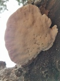 Trametes lactinea image