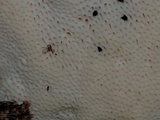 Trametes lactinea image