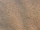Trametes lactinea image