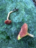 Phylloporus rhodoxanthus image