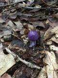 Cortinarius iodes image