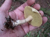 Suillus acidus image