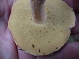 Suillus acidus image