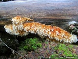 Pycnoporellus alboluteus image