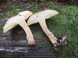 Suillus acidus image