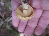 Suillus acidus image