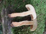 Suillus acidus image