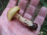 Suillus acidus image