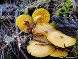 Tricholomopsis decora image