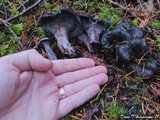 Sarcodon fuscoindicus image