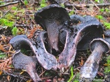 Sarcodon fuscoindicus image