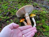 Tricholoma focale image