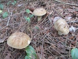 Tylopilus felleus image