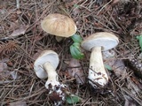 Tylopilus felleus image