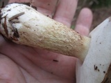 Tylopilus felleus image