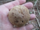 Tylopilus felleus image