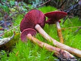 Cortinarius smithii image