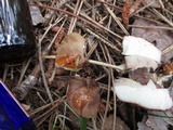 Tylopilus felleus image