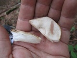 Tylopilus felleus image