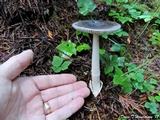Amanita sect. Vaginatae image
