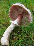 Agaricus subrufescens image