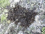 Melanelia stygia image
